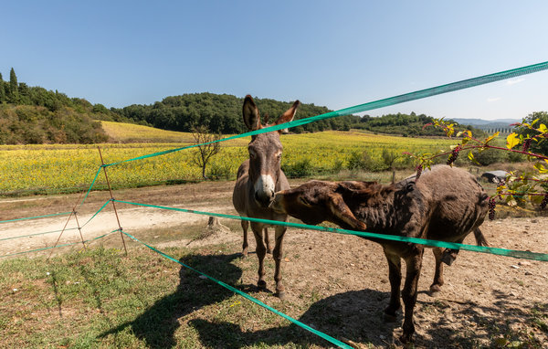 Casa di vacanze Poggiolo dei serviti
