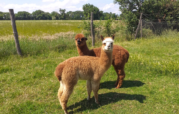 Lejlighed - Castiglione del Lago (PG) , Italien - IUT032 106