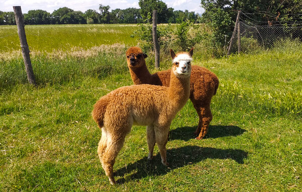 Lejlighed - Castiglione del Lago (PG) , Italien - IUT033 901