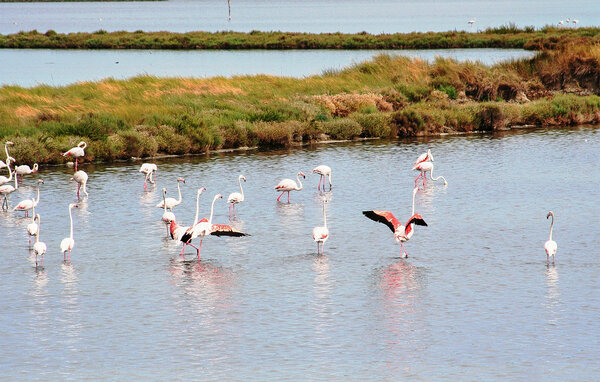 Appartamento - Rosolina , Italia - IVK029 903