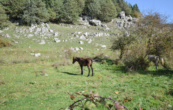 Feriehus - Montenero Val Cocchiara , Italia - IZC030 804