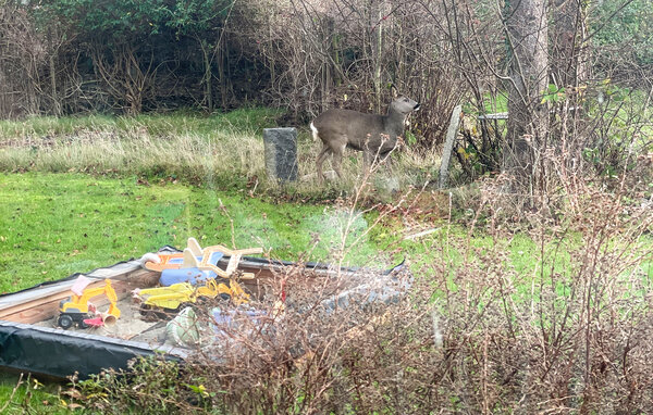 Ferienhaus - Råbylille Strand , Dänemark - K30211 9