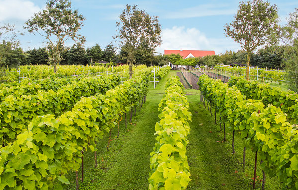 Feriehuse - Næsbydale , Danmark - L50221 901