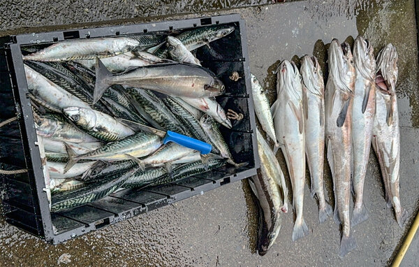 Casa vacanze - Ølensvåg/Vindafjord , Norvegia - N17409 115