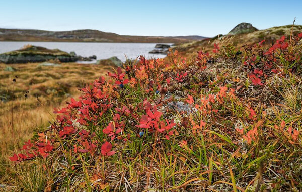 Holiday Home - Hardangervidda , Norway - N19651 901