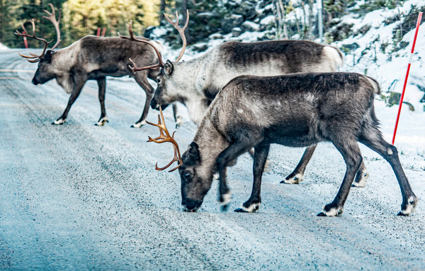 Kuća-za-odmor - Isterfossen/Engedal , Norveska - N30131 902