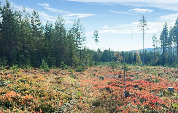 Domy wakacyjne - Finnskogen/Skasenden , Norwegia - N30283 802