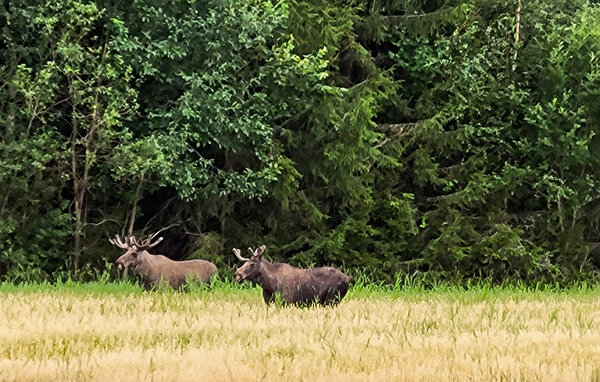 Apartment - Braskereidfoss , Norway - N30291 901