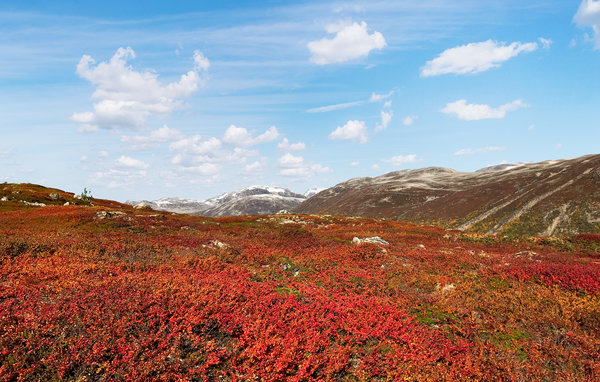 Feriehus - Bjorli , Norge - N31349 905