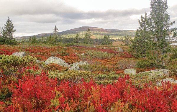 Feriehus - Sjusjøen , Norge - N31973 901