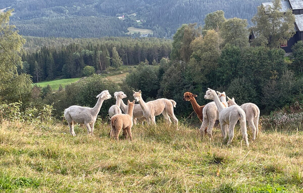 Ferienhaus - Valdres , Norwegen - N32081 901