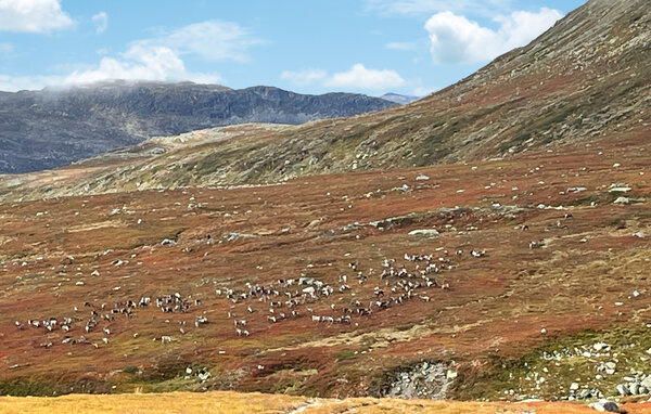 Feriehus - Eggedal , Norge - N33493 902
