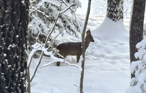 Ferienhaus - Kongsberg , Norwegen - N33529 904