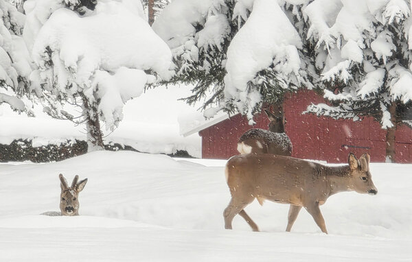 Ferienhaus - Kongsberg , Norwegen - N33529 102