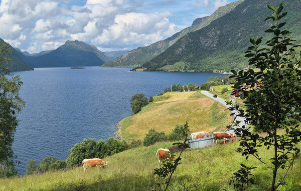 Ferienhaus - Rauland , Norwegen - N35713 901