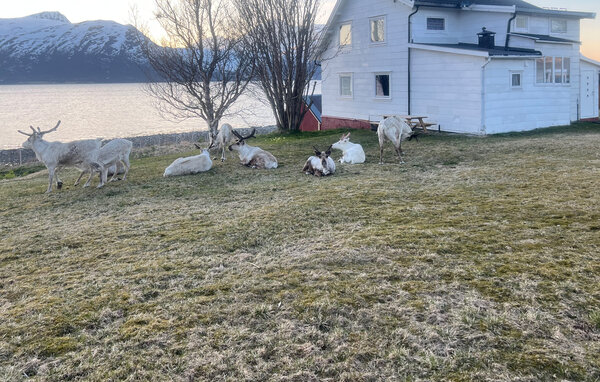 Ferienhaus - Tromsø , Norwegen - N39177 81