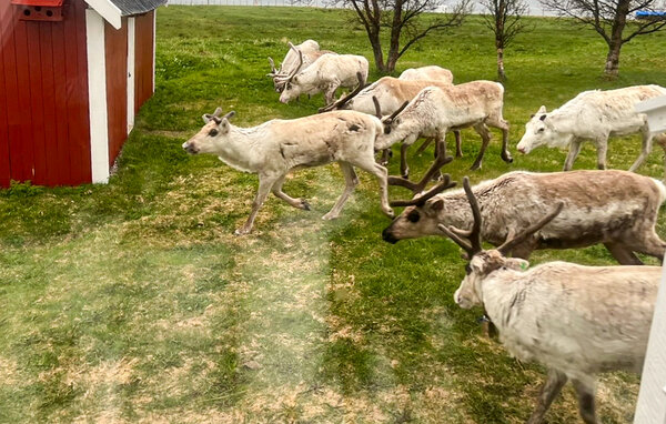 Ferienhaus - Tromsø , Norwegen - N39177 101