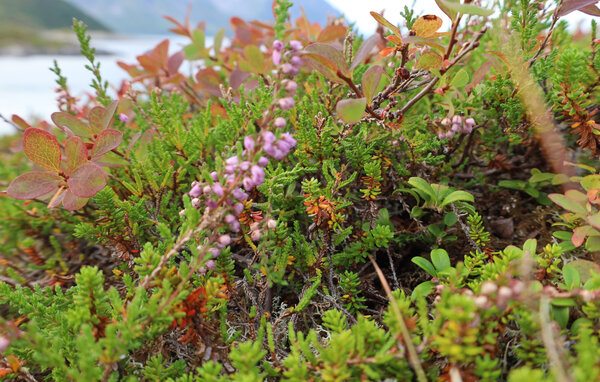 Domy wakacyjne - Bjarkøy/ Nord- Norge , Norwegia - N39314 901