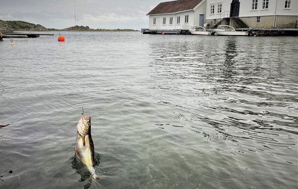 Ferienwohnung - Loshavn Farsund , Norwegen - NVK118 908