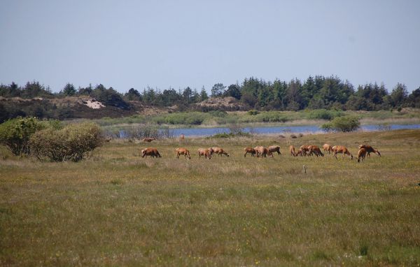 Ferienhaus - Blåvand , Dänemark - P32486 903