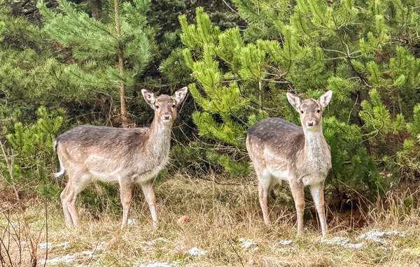 Ferienhaus - Blåvand , Dänemark - P33069 901