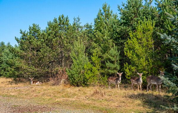 Holiday Home - Blåvand , Denmark - P33069 8