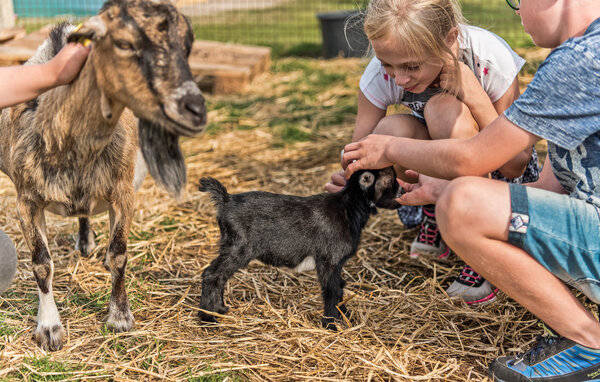 Feriehuse - Nymindegab , Danmark - P52660 901