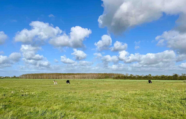 Feriehus - Bork Havn , Danmark - P52801 901