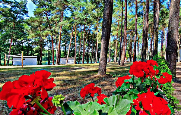 Holiday Home - Skarszewo , Poland - PKA212 903