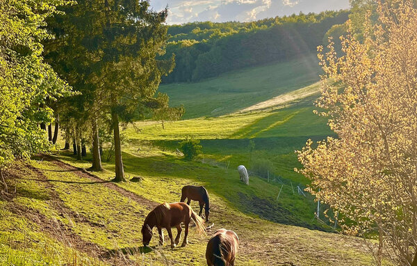 Holiday Home - Kartuzy , Poland - PKA771 904