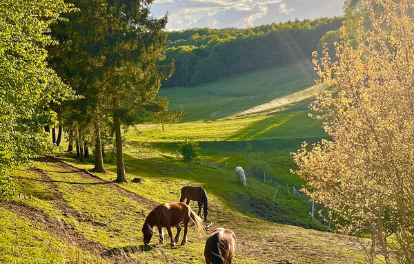 Holiday Home - Kartuzy , Poland - PKA772 903