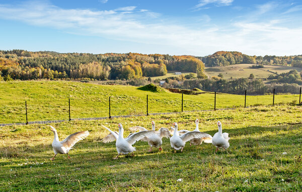 Apartament - Pierszczewo , Polska - PKA952 901