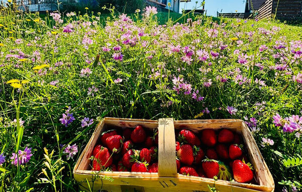 Ferienhaus - Stare Czaple , Polen - PKA960 82