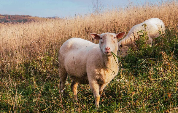 Feriehus - Podobin , Polen - PPG004 9