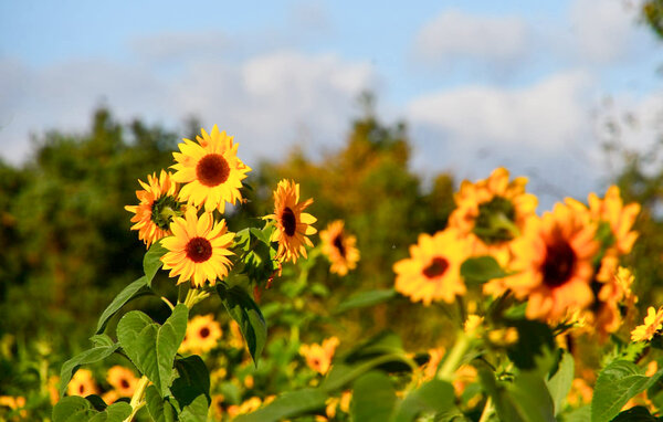 Ferienhaus - Wadowice , Polen - PPG130 901