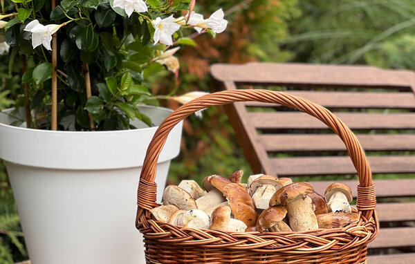 Feriehus - Baligrod , Polen - PPG906 106