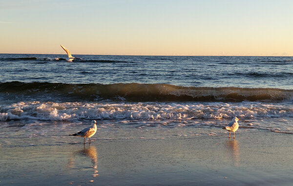 Domy wakacyjne - Gaski , Polska - PPL013 8