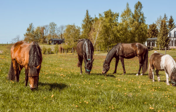 Domy wakacyjne - Sianow , Polska - PPL344 902