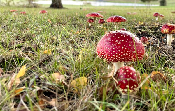 Apartament - Mielno , Polska - PPL348 906