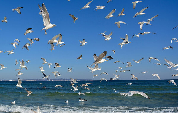 Domy wakacyjne - Sianozéty , Polska - PPL431 7