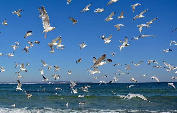 Domy wakacyjne - Sianozéty , Polska - PPL433 902