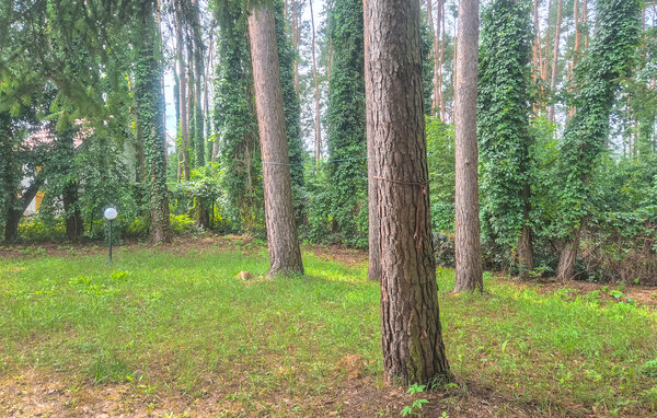 Location de vacances - Boruja , Pologne - PPW202 102