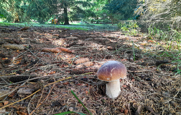 Kuća-za-odmor - Rybakowo , Poljska - PPW451 904