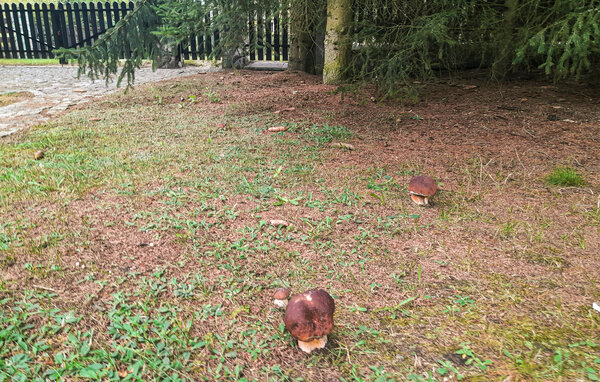 Kuća-za-odmor - Rybakowo , Poljska - PPW451 905