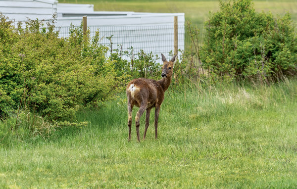 Feriehuse - Havneby , Danmark - R10040 103