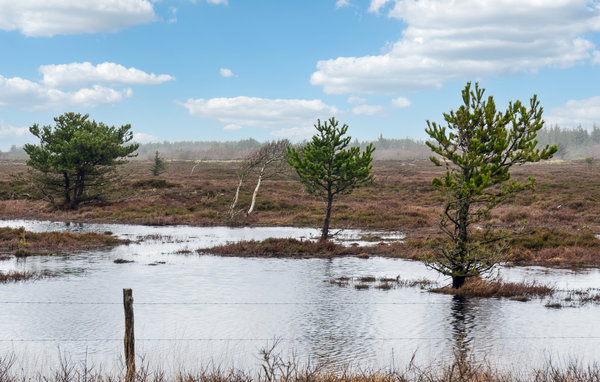 Semesterhus - Kongsmark , Danmark - R10074 202