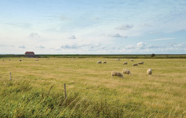 Vakantiehuis - Ballum , Denemarken - S10222 903