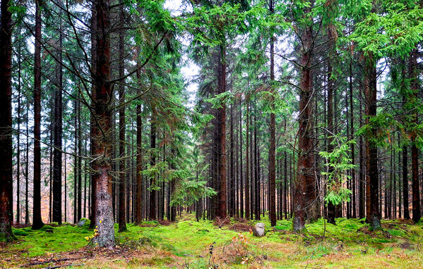 Vakantiehuis - Röstånga , Zweden - S11633 7