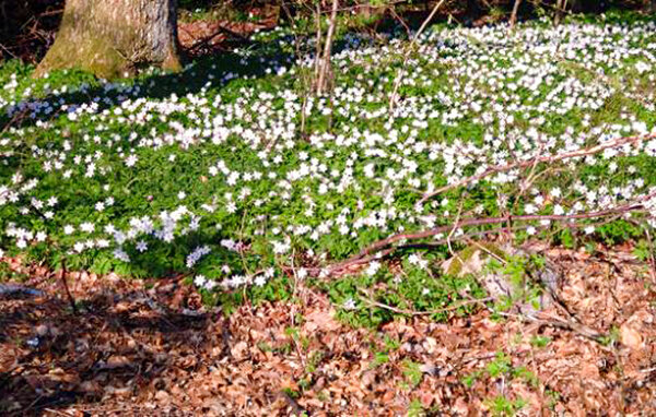 Semesterlägenhet - Åsljunga/Örkelljunga , Sverige - S12273 102