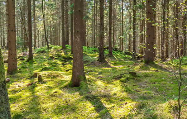 Semesterlägenhet - Flyinge , Sverige - S12349 907